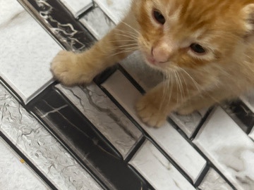 mixed breed domestic cat – San Jose