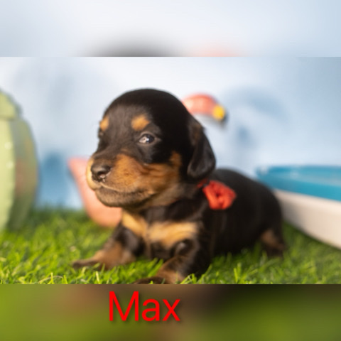 Dachshund – miniature dachshund