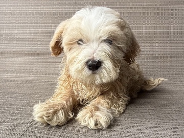 Maltipoo – Maltipoo – Philadelphia