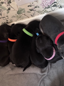 Mixed Breed – 4 beautiful mixed breed puppies for sale. – Ripley