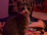 female kitten – Salem