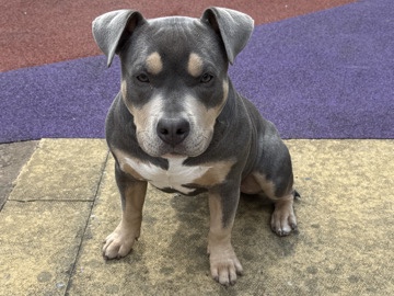 American Bulldog - Female Pocket Bully available for adoption in Manchester