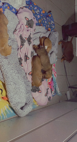 American Pit Bull Terrier – baby pit bull