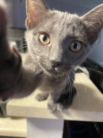 Siamese – Going into the military, can’t keep cats. (asap)
