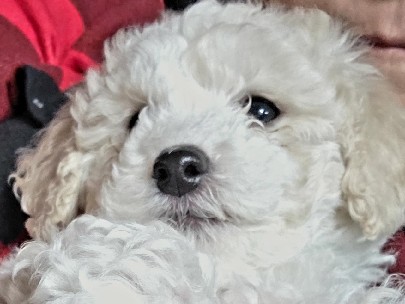 Maltipoo – Maltipoo – Altensteig