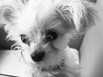 Poodle – Toy Poo-Chi Terrier Puppy for Sale – 4 Months Old – Hartsville
