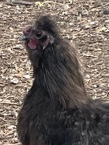 Any – Roosters