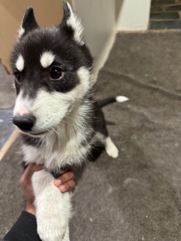 Siberian Husky – urgent sale