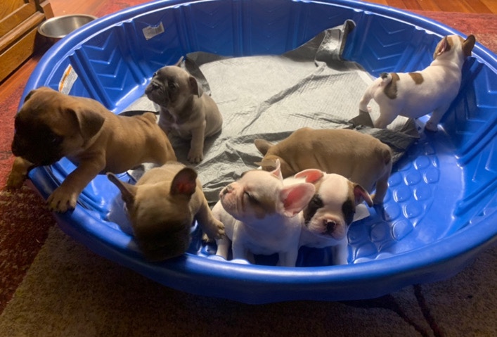 French Bulldog – French Bulldog Puppies