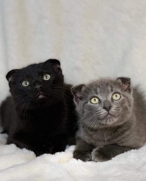 Scottish fold kittens looking for forever home