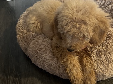Goldendoodle – puppy – Columbus