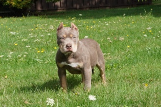 American xl bully