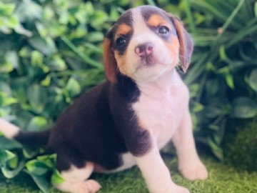 Beagle Male and Female Puppy 
