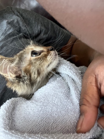 kittens