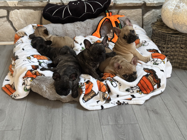French Bulldog – French bulldogs puppies – Virginia Beach