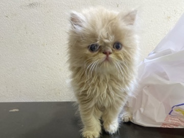 Persian (Modern) - Persian available for adoption in Ajman