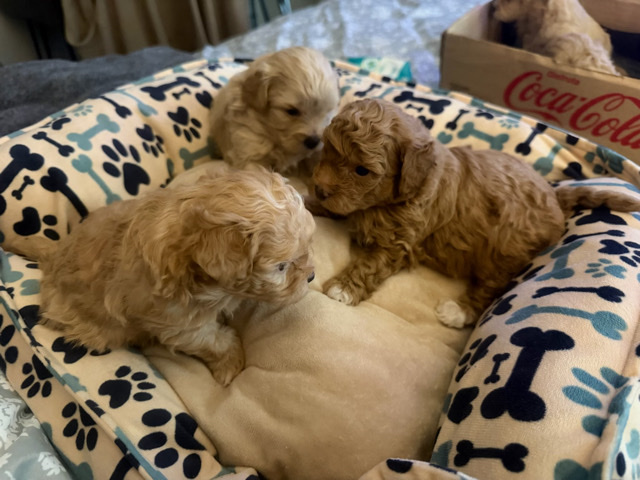 Maltipoo – Maltipoo – Baytown