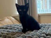 British Shorthair – Male Black Kitten – Peterlee