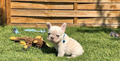 French Bulldog – Stunning m/d French bulldog puppies