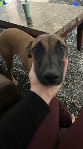 Greyhound – rehoming this pup
