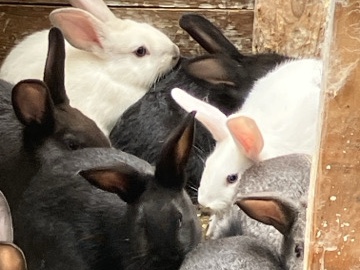 New Zealand/ Lop rabbits – Saugerties