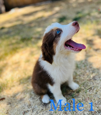 Australian Shepherd – australian shepperds