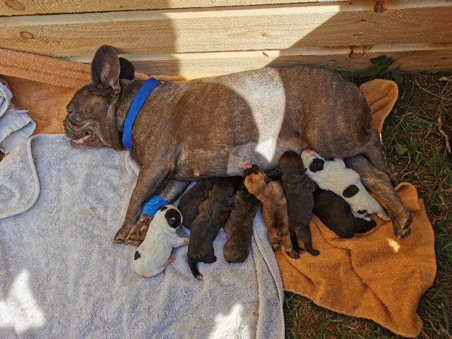 French Bulldog – French bulldog puppies