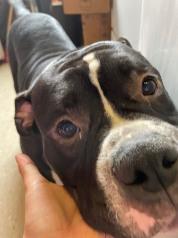 American Bulldog – Selling american pocket bully $1000
