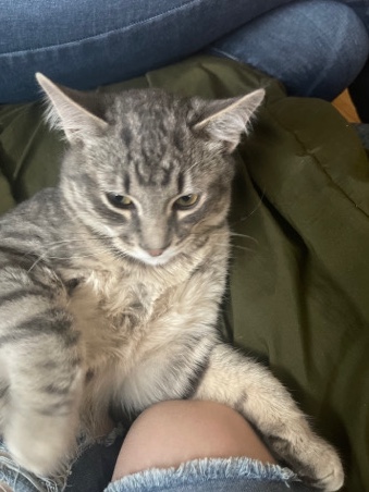 American Curl – 7202193642