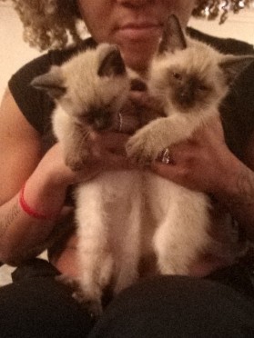 Siamese – Siamese Kittens