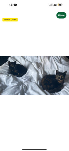 2 cats 1 year
