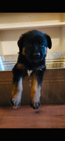 German Shepard/poodles