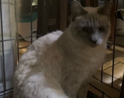 Siamese – cats for sell