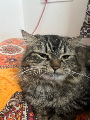 Siberian female cat and Persian male cat