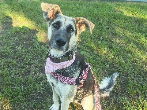 German Shepherd – urgent rehome/foster needed – McKinney