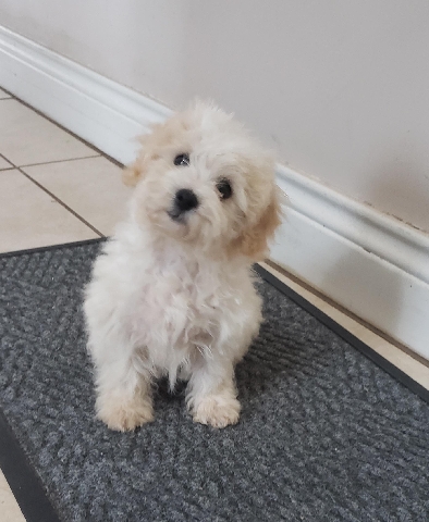 Maltese – Maltese puppy