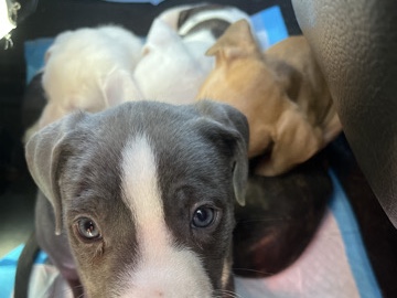 American Pit Bull Terrier – rehoming paw pack – Islandia