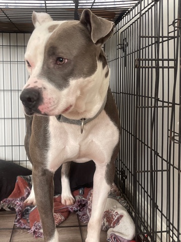 American Pit Bull Terrier – need a home for kapone