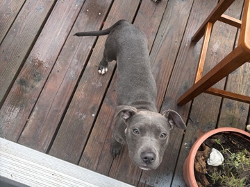 American Pit Bull Terrier – blue nose pitbull – Portland