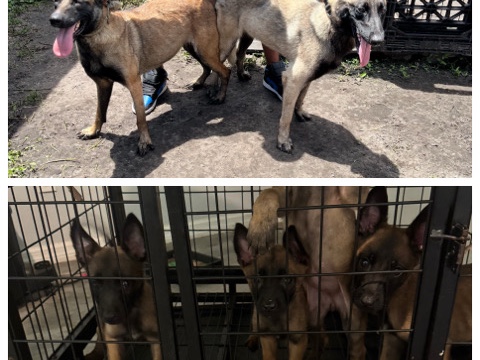 Belgian Shepherd Dog (Malinois) – Belgian Malinois puppies for sale – Apopka