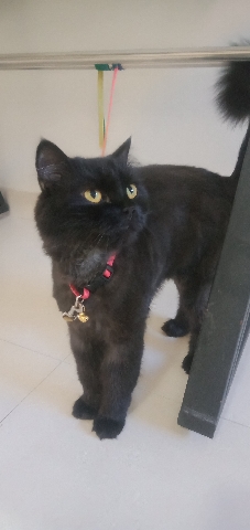 Persian (Modern) – Selling a cat.