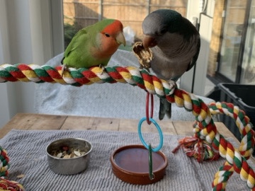 Parakeet – Quaker Parrot & Love Bird pair for sale – London