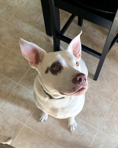 Labrador Retriever – Rehoming sweet, mixed breed male.