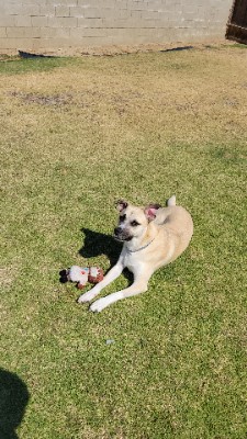 Belgian Shepherd Dog (Malinois) – Dog in need of a new home – Carlsbad