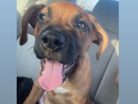 Boxer – onyx the pit/boxer mix – Rialto
