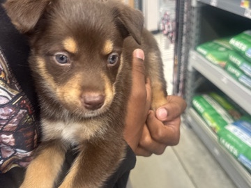 Rottweiler – Purebred Rottweiler Puppy for Sale – 8 Weeks Old in San Antonio – San Antonio