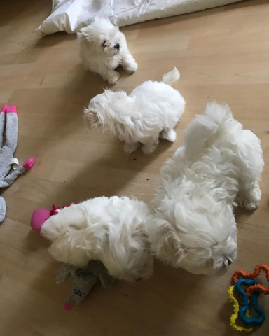 Maltese – Stunning Maltese Puppies For Sale