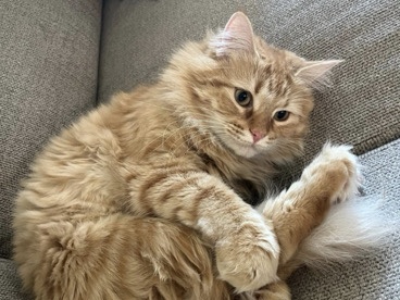 American Shorthair – Rehoming Sweet & Cuddly Orange Cat – Gilbert