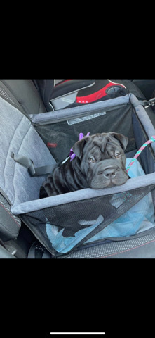 Shar Pei – English bulldog mix shar pei
