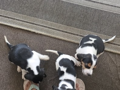 Beagle – Adorable Beagle Puppy for Sale – 8 Weeks Old – Sebring